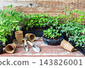Young green seedlings of tomato in eco friendly pots, pricking out, transplanting seedlings from plastic containers into peat pots 143826001