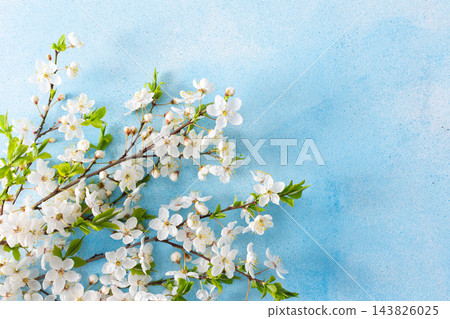 A branch of an apple tree is full of white flowers on the blue background. It is early spring. The garden shows life as flowers bloom on the tree A branch of an apple tree is full of white flowers on the blue background. It is early spring. The garden shows life as flowers bloom on the tree 143826025