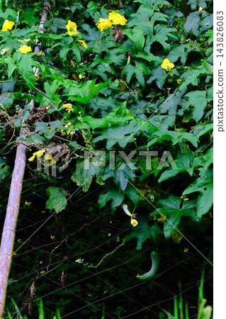 初夏開始生長的菜園裡的黃瓜 初夏開始生長的菜園裡的黃瓜 143826083