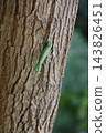 A green-winged praying mantis perched on a tree trunk. 143826451