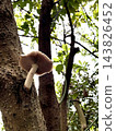 Mushrooms grown from trees 143826452