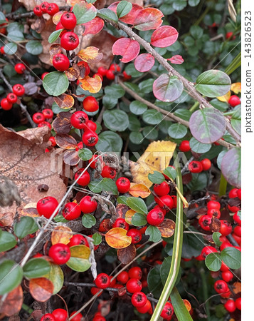 Bright red berries and colorful autumn foliage on ornamental cotoneaster shrub. Botanical nature photography. For gardening publications, botanical guides, landscaping websites, nature blogs Bright red berries and colorful autumn foliage on ornamental cotoneaster shrub. Botanical nature photography. For gardening publications, botanical guides, landscaping websites, nature blogs 143826523