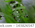 雨後樹葉上殘留的水滴 143826547