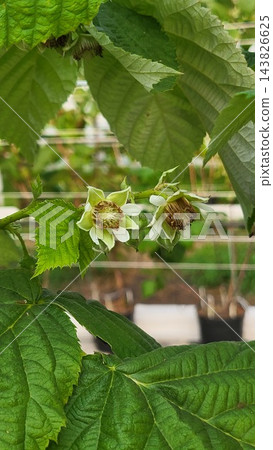 Detail of white flowers on berry bushes growing inside greenhouse, organic farming care for upcoming harvest Detail of white flowers on berry bushes growing inside greenhouse, organic farming care for upcoming harvest 143826625