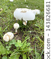 White mushrooms growing in clusters on the lawn after the rain. 143826681