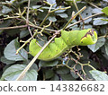 A green caterpillar perched on a branch 143826682