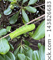 A green caterpillar perched on a branch 143826683