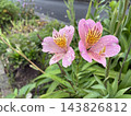 Pink alstroemeria blooming after the rain 143826812