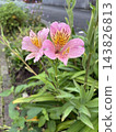 Pink alstroemeria blooming after the rain 143826813