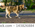 Cheerful Laika walks purposefully about her business. 143826884