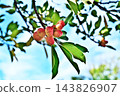 Large, mature fruits of the Magnolia obovata tree (autumn, October) 143826907