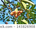 Large, mature fruits of the Magnolia obovata tree (autumn, October) 143826908