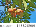 Large, mature fruits of the Magnolia obovata tree (autumn, October) 143826909