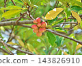 Large, mature fruits of the Magnolia obovata tree (autumn, October) 143826910