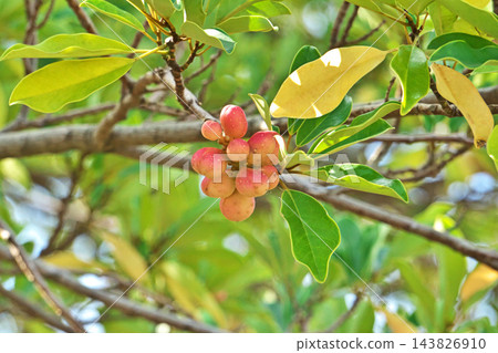 木蘭(Magnolia obovata)樹的大型成熟果實(秋季,十月) 木蘭(Magnolia obovata)樹的大型成熟果實(秋季,十月) 143826910