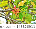Large, mature fruits of the Magnolia obovata tree (autumn, October) 143826911