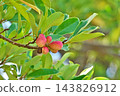 Large, mature fruits of the Magnolia obovata tree (autumn, October) 143826912