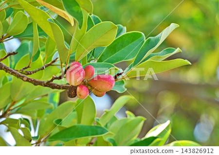 木蘭(Magnolia obovata)樹的大型成熟果實(秋季,十月) 木蘭(Magnolia obovata)樹的大型成熟果實(秋季,十月) 143826912