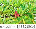 Large, mature fruits of the Magnolia obovata tree (autumn, October) 143826914