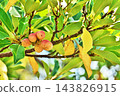 Large, mature fruits of the Magnolia obovata tree (autumn, October) 143826915