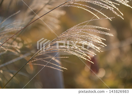 黃昏時分閃閃發光的紫芒 黃昏時分閃閃發光的紫芒 143826983