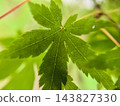 在自然光的照射下，鮮豔的綠色楓葉及其美麗的葉脈近景。 143827330