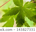 在自然光的照射下，鮮豔的綠色楓葉及其美麗的葉脈近景。 143827331