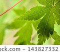 在自然光的照射下，鮮豔的綠色楓葉及其美麗的葉脈近景。 143827332