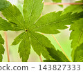 在自然光的照射下，鮮豔的綠色楓葉及其美麗的葉脈近景。 143827333