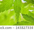 在自然光的照射下，鮮豔的綠色楓葉及其美麗的葉脈近景。 143827334