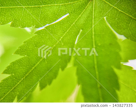 在自然光的照射下,鮮豔的綠色楓葉及其美麗的葉脈近景。 在自然光的照射下,鮮豔的綠色楓葉及其美麗的葉脈近景。 143827335