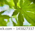 在自然光的照射下，鮮豔的綠色楓葉及其美麗的葉脈近景。 143827337