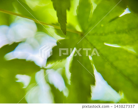 在自然光的照射下,鮮豔的綠色楓葉及其美麗的葉脈近景。 在自然光的照射下,鮮豔的綠色楓葉及其美麗的葉脈近景。 143827337