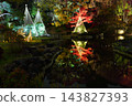 Higo Hosokawa Garden in autumn colors, Bunkyo Ward, Tokyo 143827393