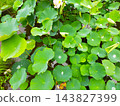 Multiple lotus flowers, each covered in raindrops. 143827399