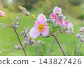 Anemone Loreley grown in japanese garden. Decorative pink flowers in nature. Romantic flowers in gardening. Sunny day. 143827426