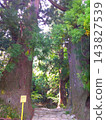 A majestic pair of cedar trees, 800 years old. 143827539