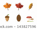 Autumn nature set with maple leaves, oak leaf, acorn, pine cone and mushrooms, clipart on white 143827596