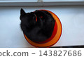 Top view on playful small kitty lying in plastic bowl on the windowsill. Cute funny kitten having fun at home. Curious little black cat playing indoor. Concept of adorable domestic animal 143827686