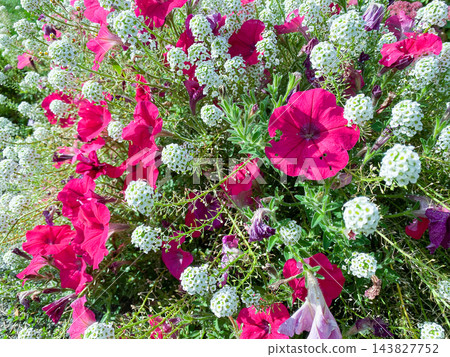 Bright pink petunias and small white sweet alyssum flowers blooming close together in a summer garden. 143827752