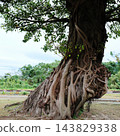 A banyan tree at Crane Park Izumi, Izumi City, Kagoshima Prefecture 143829338