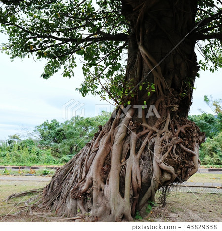 A banyan tree at Crane Park Izumi, Izumi City, Kagoshima Prefecture A banyan tree at Crane Park Izumi, Izumi City, Kagoshima Prefecture 143829338