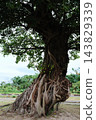 A banyan tree at Crane Park Izumi, Izumi City, Kagoshima Prefecture 143829339