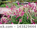 Pink celosia flowers that have grown in a unique, twisted shape. 143829444