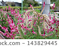 Pink celosia flowers that have grown in a unique, twisted shape. 143829445