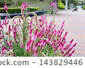 Pink celosia flowers that have grown in a unique, twisted shape. 143829446