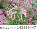 Pink celosia flowers that have grown in a unique, twisted shape. 143829447