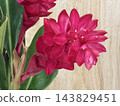 Bright Pink Tropical Ginger Flowers in Bloom 143829451