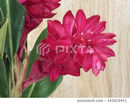 Bright Pink Tropical Ginger Flowers in Bloom 143829451