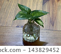 Green Houseplant in Small Glass Vase on Wooden Table 143829452